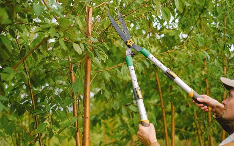 Tree trimming in Rowley, MA